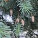 Pine cones coming? by pennyrae