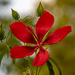 Red Star Hibiscus! by rickster549