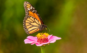 16th Jun 2022 - Monarch Butterfly!