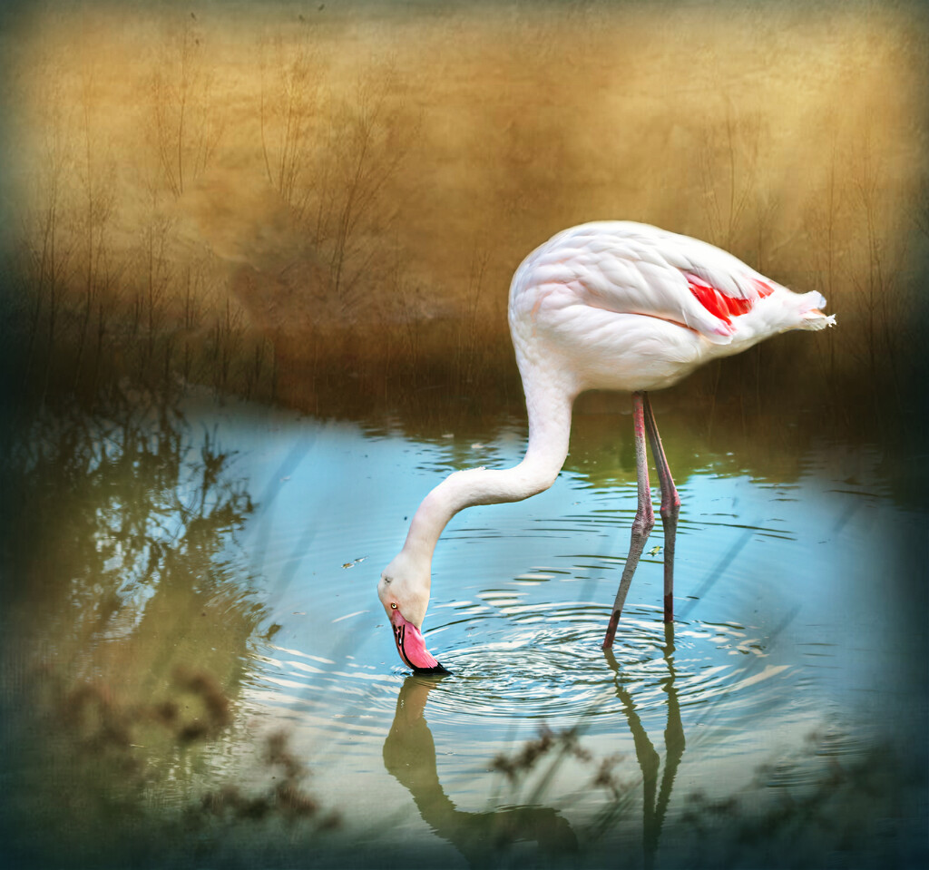 Flamingo Friday by ludwigsdiana