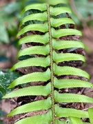 27th May 2022 - Another Fern
