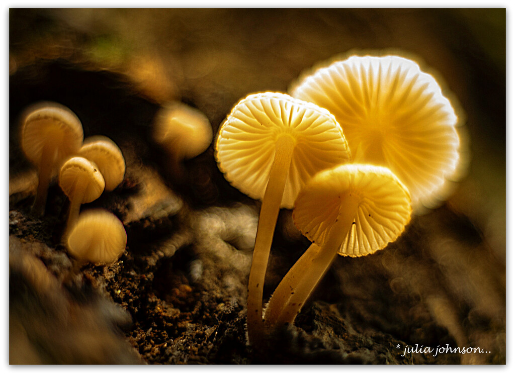 Fungi Trio... by julzmaioro