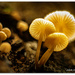 Fungi Trio... by julzmaioro