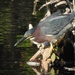 Green Heron by sunnygreenwood