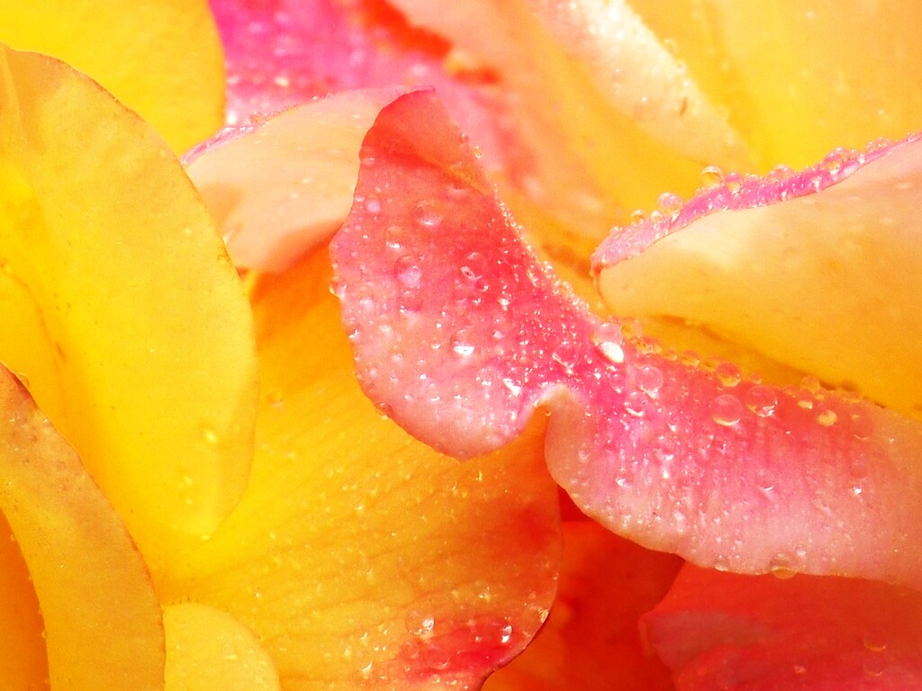 Tea rose petals... by marlboromaam