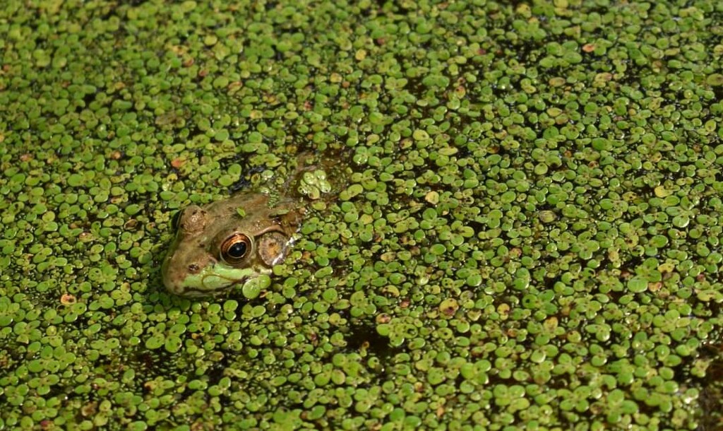 Froggy Friday  by alophoto