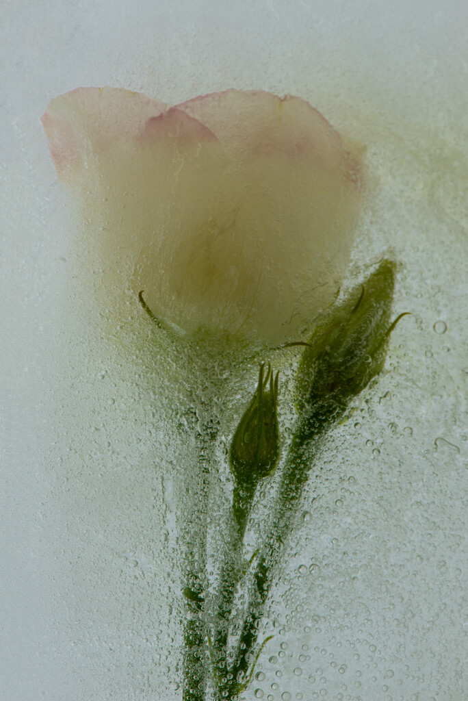 06-17 - Frozen flower by talmon