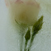 06-17 - Frozen flower by talmon