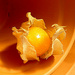 Physalis  or  Golden Berry 