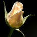 Rose Bud by fishers