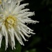 White Dahlia with waterdrops by jacqbb