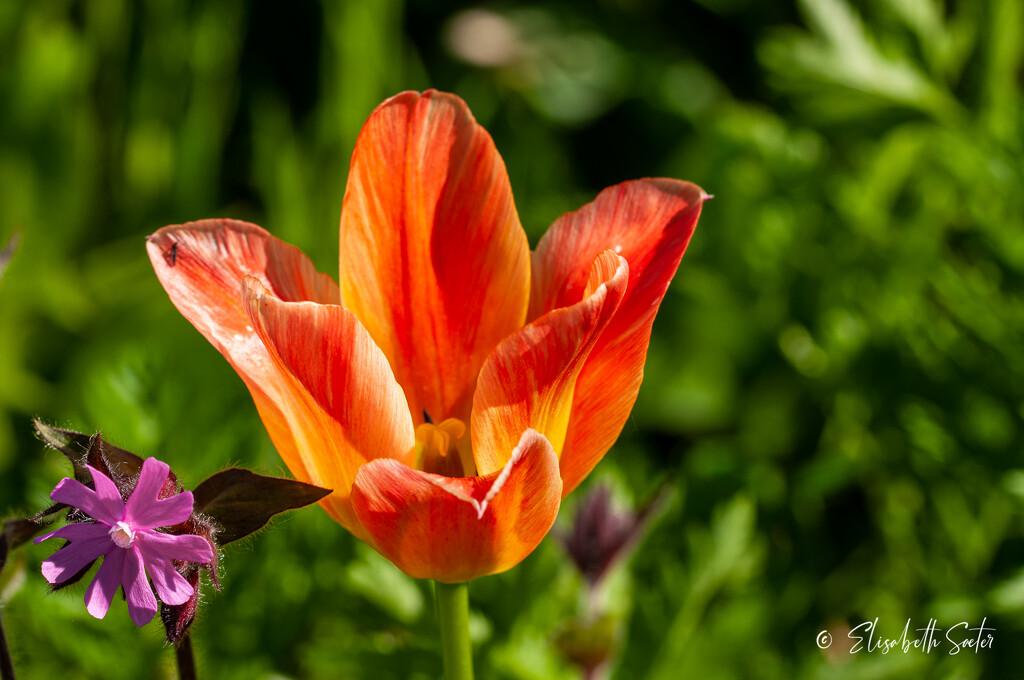 Tulip by elisasaeter