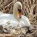 Mute swan with babies by pfaith7