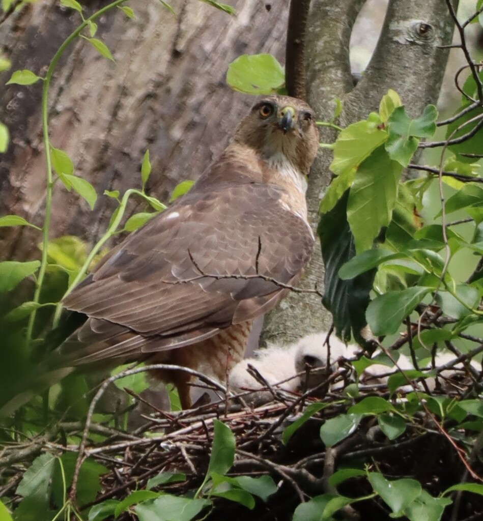 Cooper’s hawk with young by pfaith7