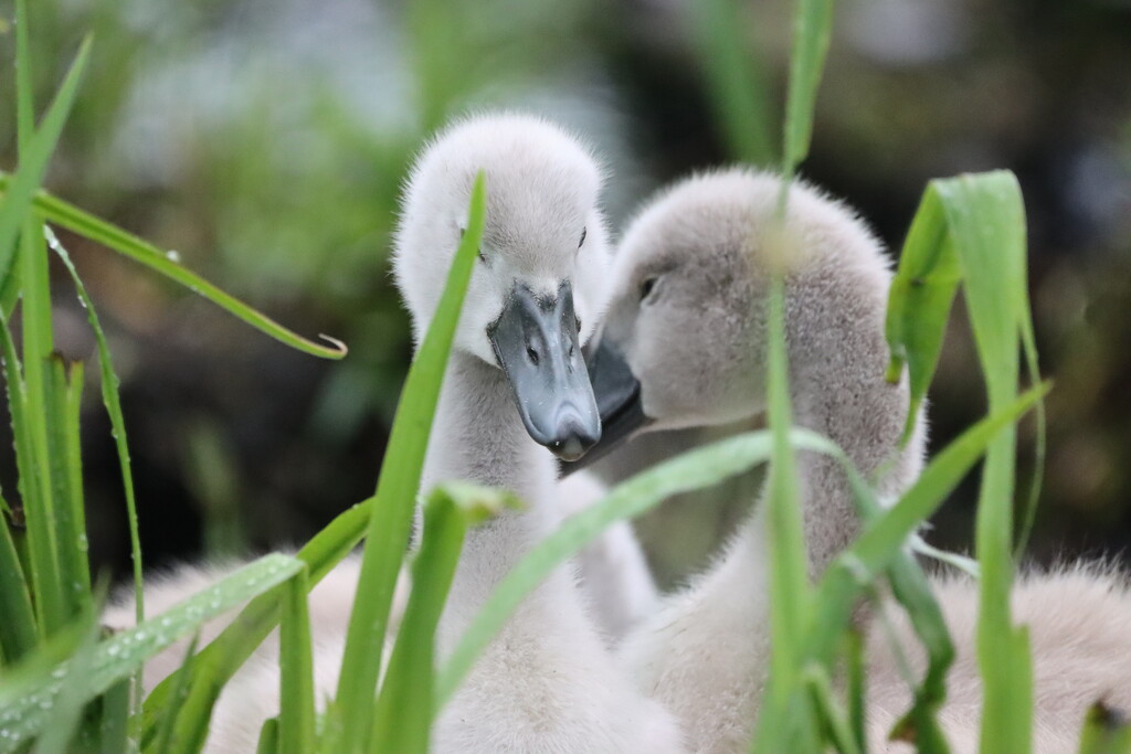 Swan babies by pfaith7