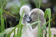 28th May 2022 - Swan babies