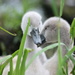 Swan babies by pfaith7