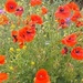 Poppies and others by gq