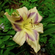 25th Jul 2021 - Daylily "Destined to See"