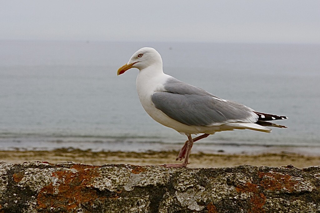 Mr Seagull  by carole_sandford