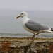 Mr Seagull 