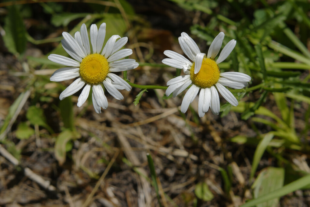 oxeye daisies  by rminer