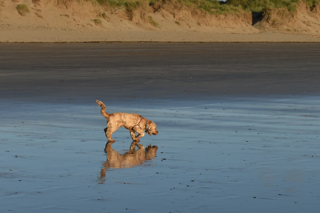 Ziggy and her reflection having some fun at the beach by anitaw