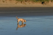 13th Jun 2022 - Ziggy and her reflection having some fun at the beach