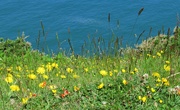 15th Jun 2022 - The pretty wildflowers on the coast look so radiant 