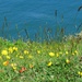 The pretty wildflowers on the coast look so radiant  by anitaw