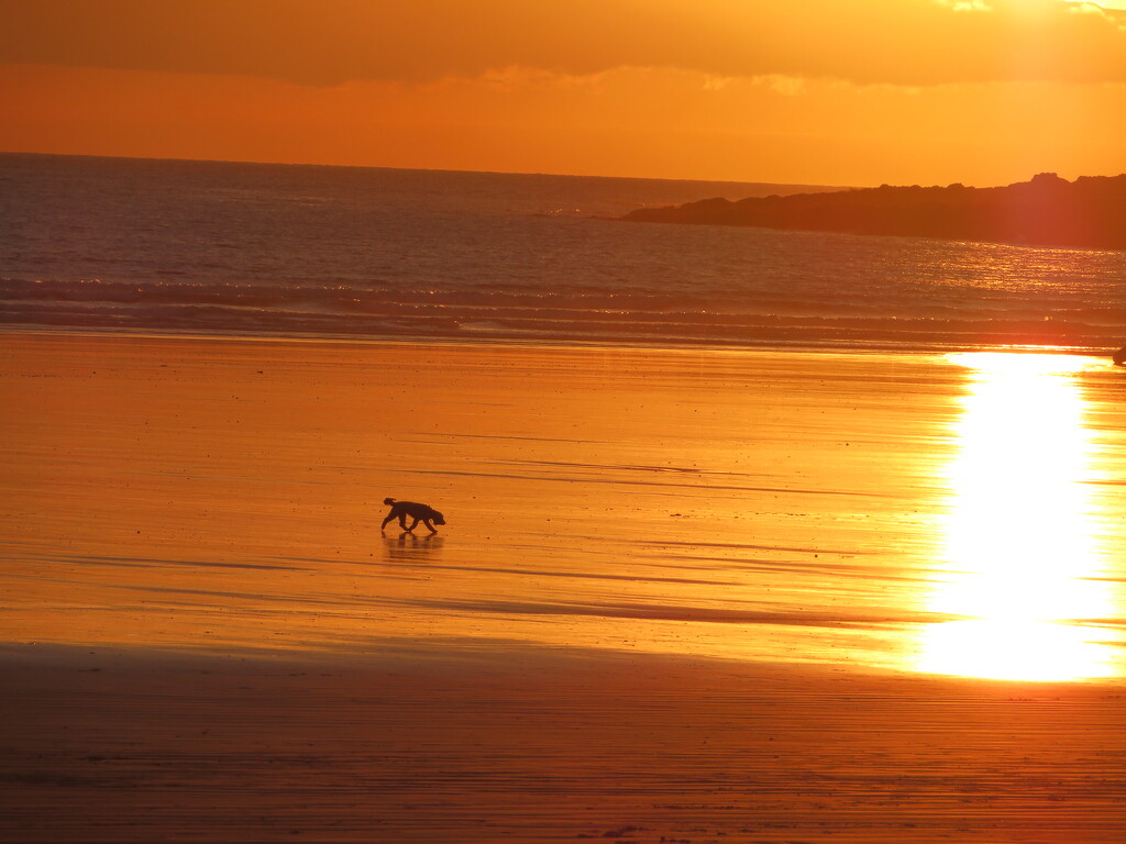 Ziggy enjoying the golden tones of the sunset by anitaw