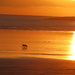 Ziggy enjoying the golden tones of the sunset by anitaw