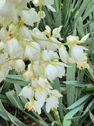 17th Jun 2022 - The Last of the Yucca Blooms