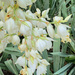 The Last of the Yucca Blooms by 2022julieg