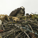 Nest Built with Human's Throw Aways by jgpittenger