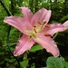 Lily [Lilium] by sunnygreenwood