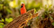 17th Jun 2022 - Mr Cardinal Was Singing His Heart Out!
