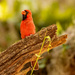 Mr Cardinal Was Singing His Heart Out! by rickster549