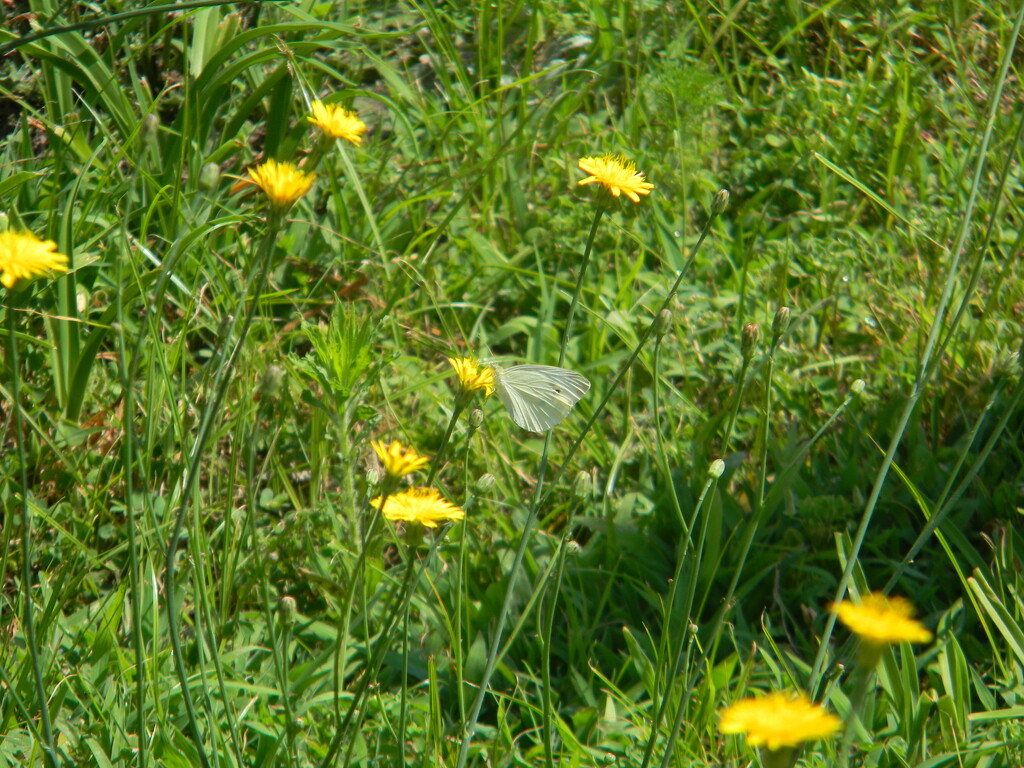 Butterfly on Flower Closeup  by sfeldphotos