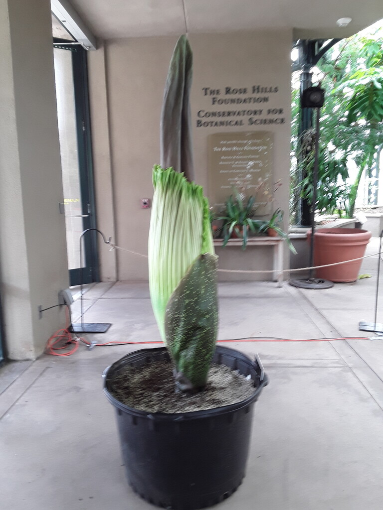 Corpse Plant by blueberry1222