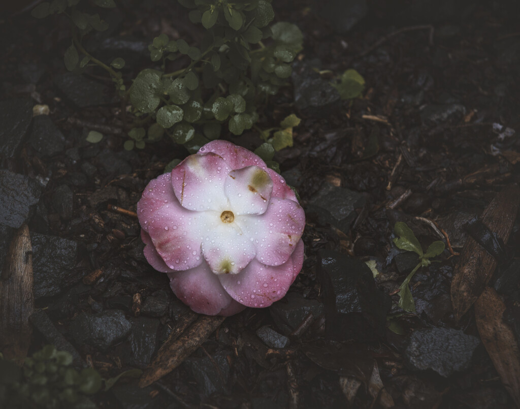 Fallen Flower  by nickspicsnz
