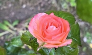 7th Jun 2022 - Only a Rose....