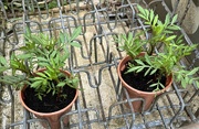 8th Jun 2022 - French Marigolds plants..