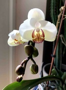 17th Jun 2022 - Orchid Flower