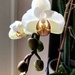 Orchid Flower by arkensiel