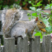 Squirrel  by seattlite
