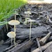 Mushrooms I by pennyrae