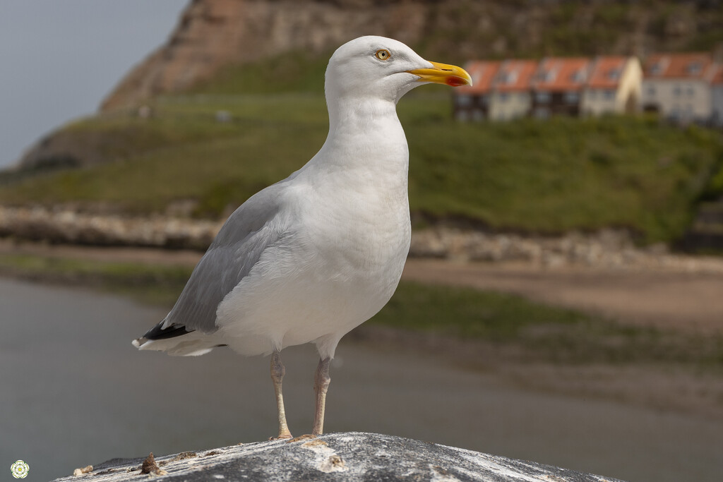 Whitby Gull by lumpiniman
