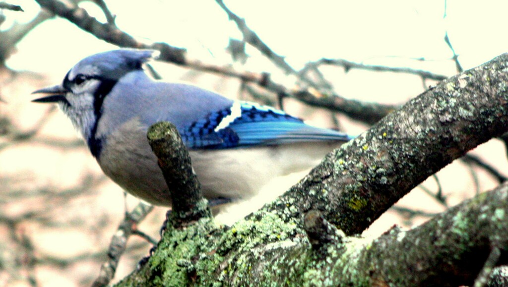 Mr. Blue jay coming to call by bruni
