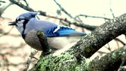18th Jun 2022 - Mr. Blue jay coming to call